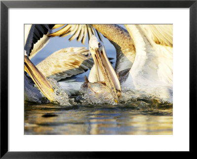 Dalmatian Pelicans, Fishing, Greece by Manfred Pfefferle Pricing Limited Edition Print image