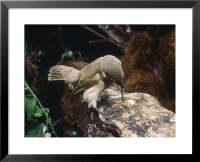 Woodpecker Finch, Using Tool, Galapagos Islands by Mary Plage Pricing Limited Edition Print image