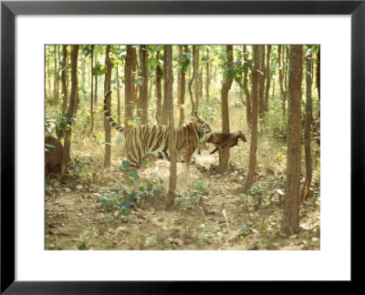 Tiger, Tigress With Kill, Orissa, India by Mary Plage Pricing Limited Edition Print image
