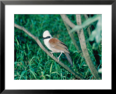 White Crested Laughing Thrush, Sumatra, Indonesia by Mary Plage Pricing Limited Edition Print image