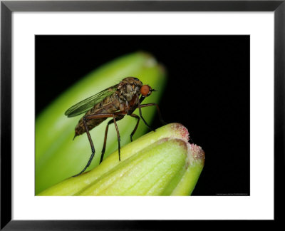 Empid Fly, Adult On Look Out For Prey, Cambridgeshire, Uk by Keith Porter Pricing Limited Edition Print image