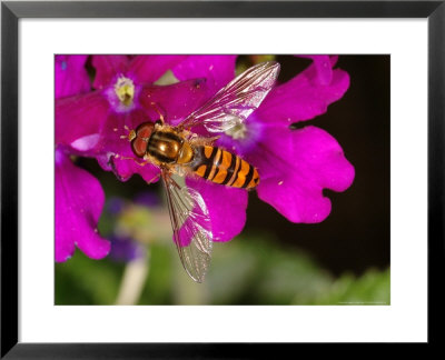 Hoverfly, Adult Feeding On Flower, Cambridgeshire, Uk by Keith Porter Pricing Limited Edition Print image