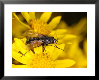 Tachinid Fly, Adult Feeding On Yellow Flower, Cambridgeshire, Uk by Keith Porter Pricing Limited Edition Print image