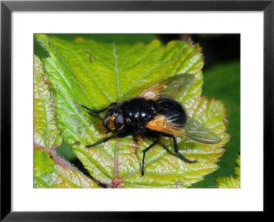 Muscid Fly, Adult Basking On Leaf, Cambridgeshire, Uk by Keith Porter Pricing Limited Edition Print image