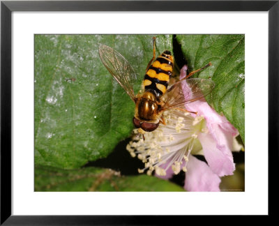 Hoverfly, Adult Male Feeding, Kent, Uk by Keith Porter Pricing Limited Edition Print image