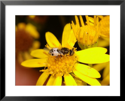 Barred Snout Soldier Fly, Adult Feeding On Yellow Flower, Uk by Keith Porter Pricing Limited Edition Print image
