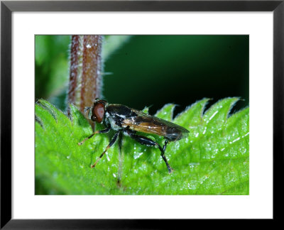 Hoverfly, Adult Resting In Rain Shower, Cambridgeshire, Uk by Keith Porter Pricing Limited Edition Print image