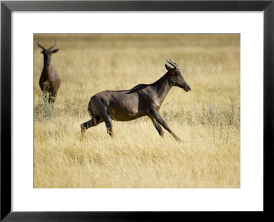 Tsessebe, Male Running, Botswana by Mike Powles Pricing Limited Edition Print image