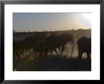 African Elephant, Herd At Dusk, Botswana by Mike Powles Pricing Limited Edition Print image