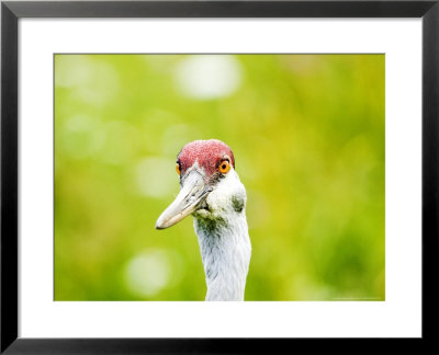 Sandhill Crane, Head Shot Of Captive Adult, Norfolk, Uk by Mike Powles Pricing Limited Edition Print image