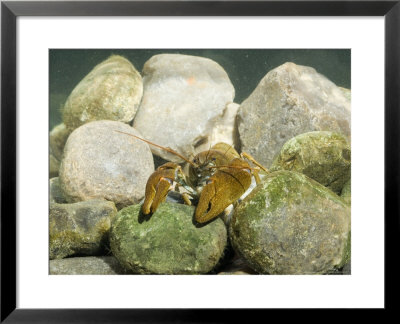 White-Clawed Crayfish, Male, Norfolk, Uk by Mike Powles Pricing Limited Edition Print image