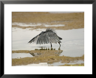 Black Heron, Adult Shade Fishing, Tanzania by Mike Powles Pricing Limited Edition Print image