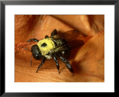 Large Carpenter Bee, With Yellow Pollen Grains by James H. Robinson Pricing Limited Edition Print image