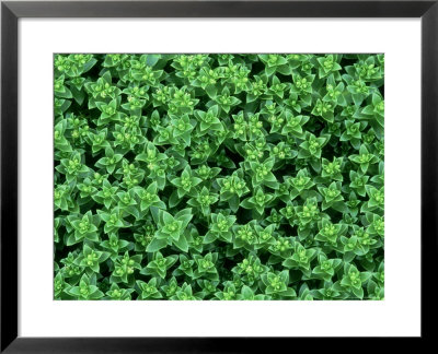 Sea Sandwort, Ross-Shire, Scotland by Iain Sarjeant Pricing Limited Edition Print image