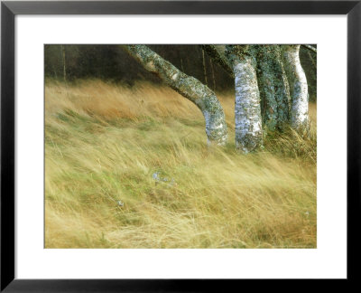Grasses In The Wind And Birch Trees, Scotland by Iain Sarjeant Pricing Limited Edition Print image