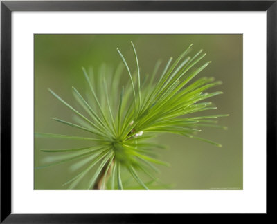 Larch, Sutherland, Scotland by Iain Sarjeant Pricing Limited Edition Print image