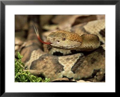 Northern Copperhead, Portrait, Usa by Frank Schneidermeyer Pricing Limited Edition Print image