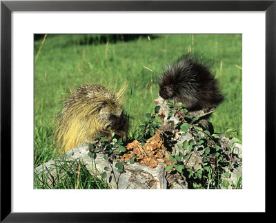 Porcupine, Mother And Baby, Montana, Usa by Frank Schneidermeyer Pricing Limited Edition Print image