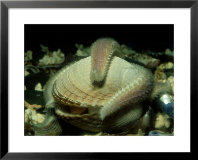 Common Starfish, Eating Cockle, Scotland by Sue Scott Pricing Limited Edition Print image