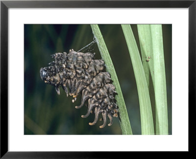 Common Birdwing Butterfly, Caterpillar Spinning A Silk Girdle Before Pupating by Alastair Shay Pricing Limited Edition Print image