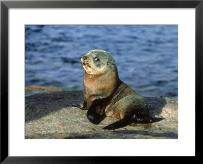 New Zealand Fur Seal, Arctocephalus Forsteri South Australia by Gerard Soury Pricing Limited Edition Print image