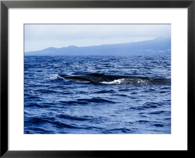 Sei Whale At Surface, Azores, Portugal by Gerard Soury Pricing Limited Edition Print image
