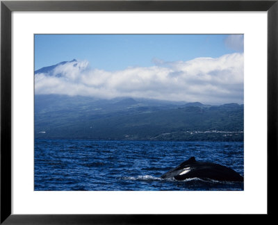 Humpback Whale, About To Dive, Azores by Gerard Soury Pricing Limited Edition Print image