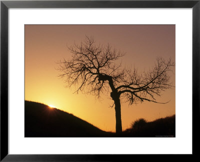 Cottonwood Tree Silhouetted With Sunrise by Russell Burden Pricing Limited Edition Print image