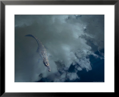 Alligator With Fish, Sky Reflection by John Glembin Pricing Limited Edition Print image