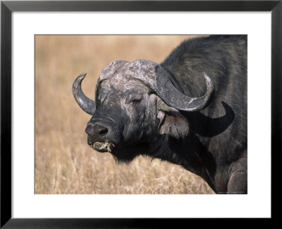 Cape Buffalo (Syncerus Caffer) Mara, Kenya by Ralph Reinhold Pricing Limited Edition Print image
