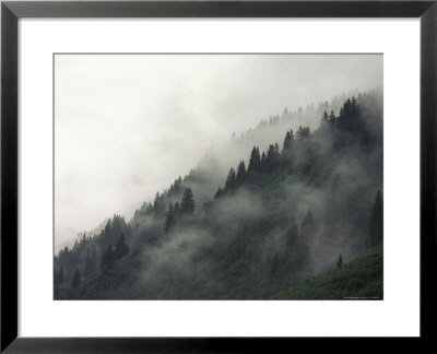 Trees In Fog On Mountain In Austria by Keith Levit Pricing Limited Edition Print image