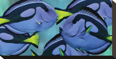 Blue Tang Iii by Melinda Bradshaw Pricing Limited Edition Print image