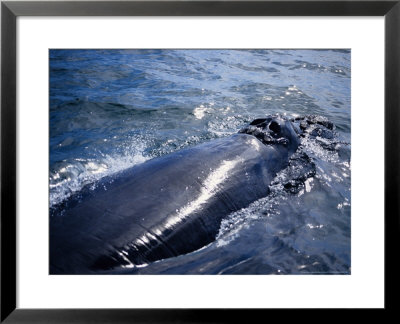 Southern Right Whale, Breathing, S Africa by Gerard Soury Pricing Limited Edition Print image