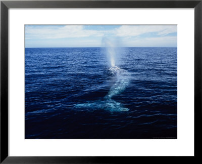Grey Whale, Breathing, Baja Calif by Gerard Soury Pricing Limited Edition Print image