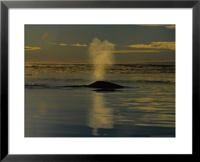 Bowhead Whales, Next To Ice Floe by Gerard Soury Pricing Limited Edition Print image