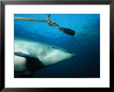 Bottlenose Dolphin, Under Surface, France by Gerard Soury Pricing Limited Edition Print image
