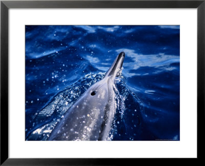 Long-Snouted Spinner Dolphin, Blowhole, Brazil by Gerard Soury Pricing Limited Edition Print image
