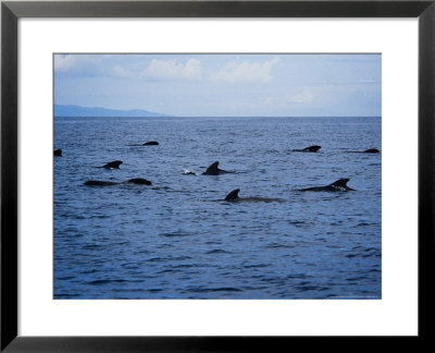Short-Finned Pilot Whale, Group, Port by Gerard Soury Pricing Limited Edition Print image