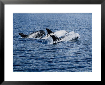 Rissos Dolphins, Porpoising, Azores, Portugal by Gerard Soury Pricing Limited Edition Print image