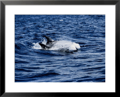 Rissos Dolphin, Porpoising, Portugal by Gerard Soury Pricing Limited Edition Print image
