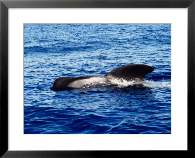 Short-Finned Pilot Whale, Old Male, Azores by Gerard Soury Pricing Limited Edition Print image