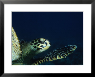 Hawksbill Turtle, Nosy Be Island, Madagascar by Gerard Soury Pricing Limited Edition Print image
