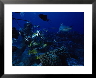 Blacktip Reef Shark, With Diver, Polynesia by Gerard Soury Pricing Limited Edition Print image
