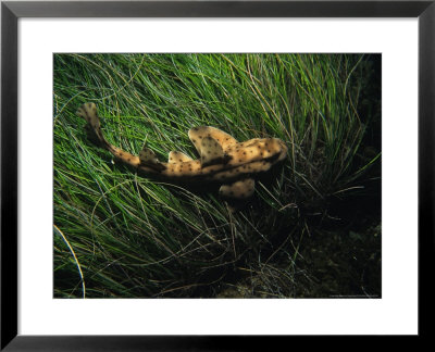 Horn Shark On Sea Grass, Usa by Gerard Soury Pricing Limited Edition Print image