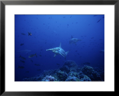 Scalloped Hammerhead Shark, Group, Pacific by Gerard Soury Pricing Limited Edition Print image