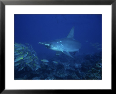 Scalloped Hammerhead Shark, Cocos Island, Costa Rica by Gerard Soury Pricing Limited Edition Print image