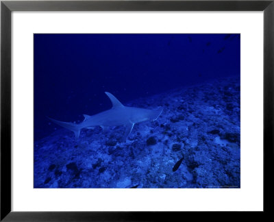 Great Hammerhead Shark, Rangiroa, Polynesia by Gerard Soury Pricing Limited Edition Print image
