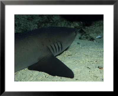 Whitetip Reef Sharks, Resting, Costa Rica by Gerard Soury Pricing Limited Edition Print image