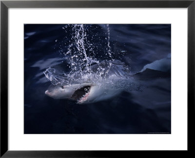 Great White Shark, Surfacing, South Australia by Gerard Soury Pricing Limited Edition Print image