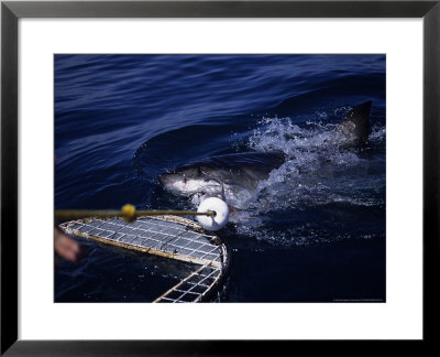 Great White Shark, Attacking Bait, S. Australia by Gerard Soury Pricing Limited Edition Print image